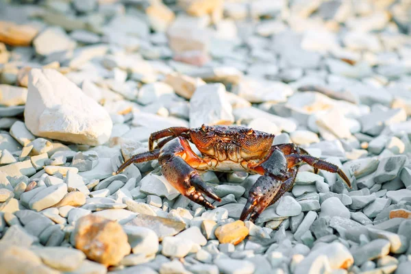 Kayalık deniz kıyısında deniz Yengeç.