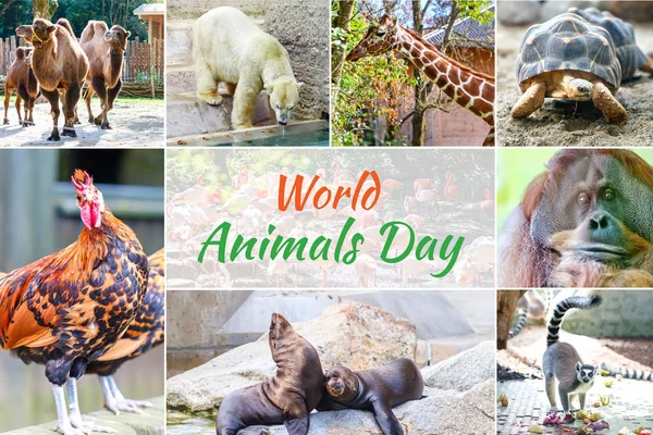 World Animal Day — Stock Photo, Image