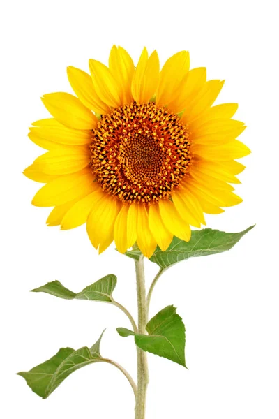 Schöne Sonnenblume auf weißem Hintergrund. — Stockfoto