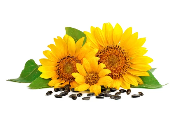 Schöne Sonnenblumen auf weißem Hintergrund. — Stockfoto