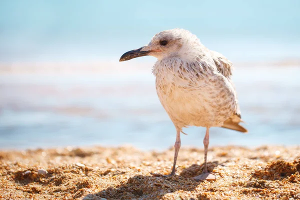 Gaviota en una orilla del mar arenoso  . — Foto de Stock