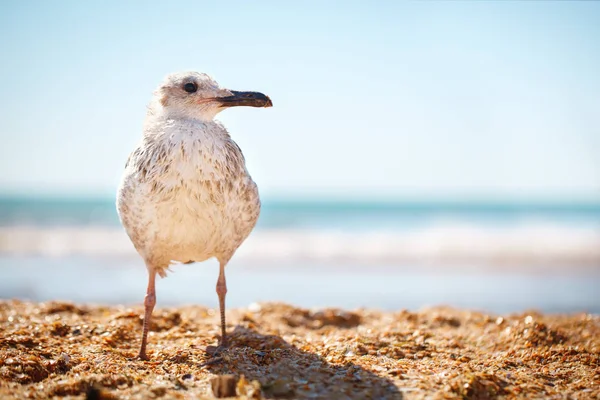 Gaviota en una orilla del mar arenoso  . — Foto de Stock