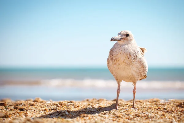 Gaviota en una orilla del mar arenoso  . — Foto de Stock