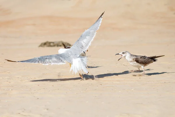 Чайка на песчаном берегу моря  . — стоковое фото