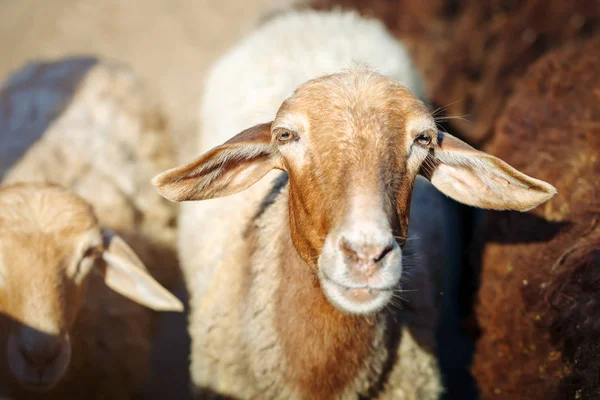 家畜ファーム、羊の群れ. — ストック写真