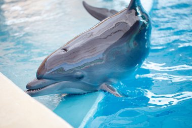 Genç bir yunus gülen ve havuzda oynarken.
