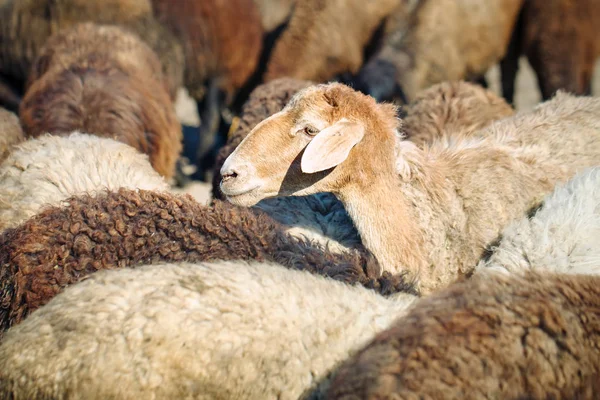 Veehouderij, kudde schapen. — Stockfoto