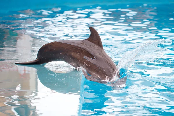 Genç bir yunus gülen ve havuzda oynarken.