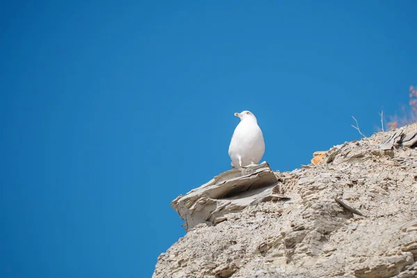 kaya deniz kenarında oturan martı.