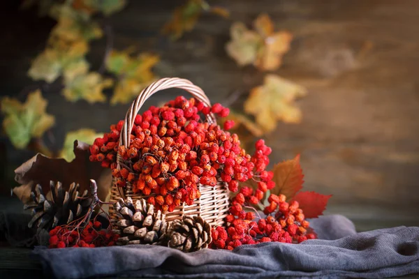 Basket with Rowan and leaves on a wooden table. Autumn still-life. — Stock Photo, Image