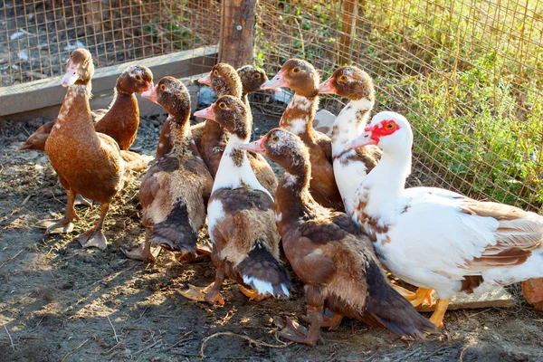 Anatra con anatroccoli in un allevamento di pollame tradizionale . — Foto Stock
