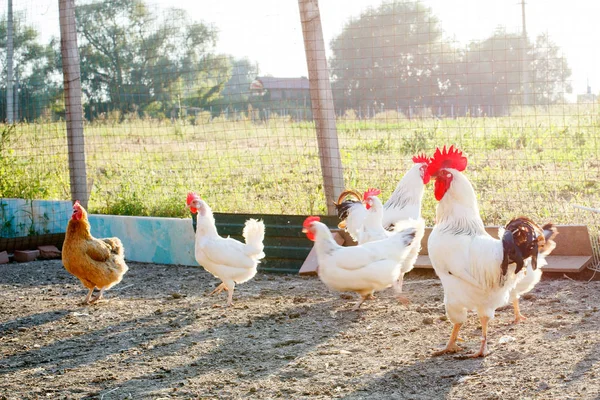 Kyckling på ett Hönseri. — Stockfoto