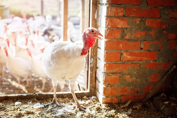 Turkiet-tuppar på en traditionell fjäderfä gård. — Stockfoto