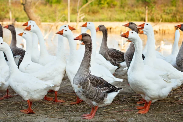 Gänse auf dem Geflügelhof. — Stockfoto