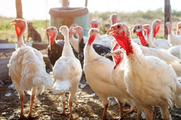 Cazzi di tacchino in un allevamento di pollame tradizionale . — Foto Stock