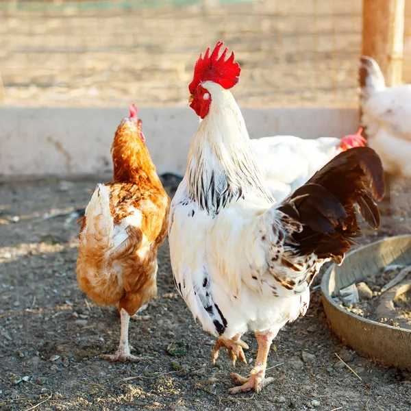 Pollo in un allevamento di pollame . — Foto Stock