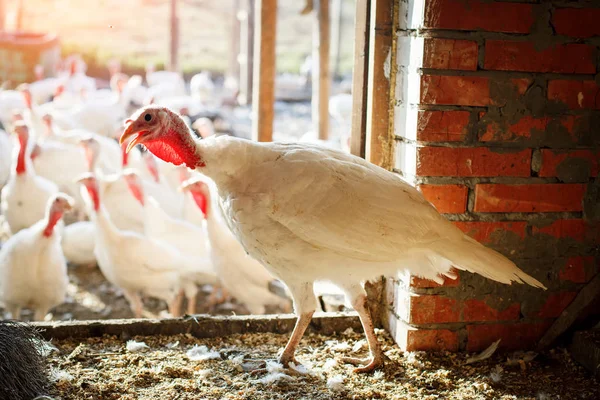 Turkiet-tuppar på en traditionell fjäderfä gård. — Stockfoto