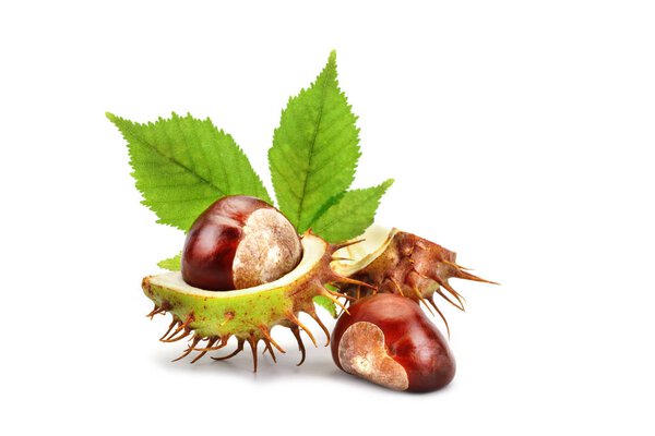 Chestnuts with leaves on white background. An isolated object.