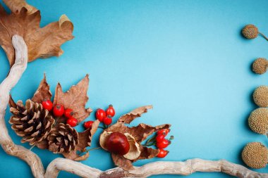 Sonbahar yaprakları ve çam kozalakları mavi bir arka plan üzerinde. Sonbahar arka plan kopya alanı ile.