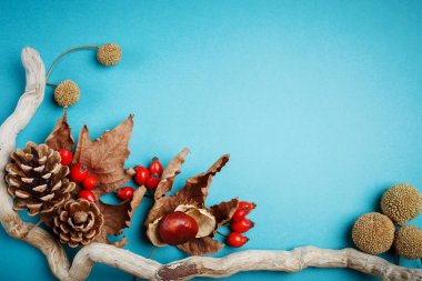 Sonbahar yaprakları ve çam kozalakları mavi bir arka plan üzerinde. Sonbahar arka plan kopya alanı ile.