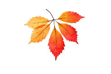 Sonbahar yaprak beyaz zemin üzerinde. Yalıtılmış bir nesne.