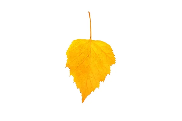 Autumn birch leaves on a white background. An isolated object. — Stock Photo, Image