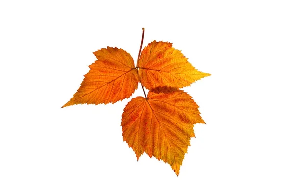 Autumn leaf on a white background. An isolated object. — Stock Photo, Image