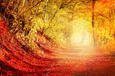 Güzel sonbahar ormanında Footpath.