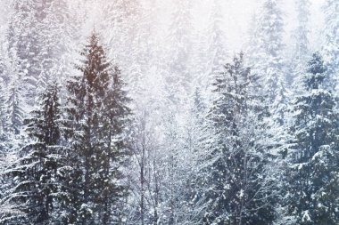 Güzel kar köknar ağaçlarının Alp dağlarında.