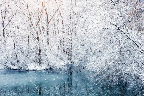 雪の美しい冬の風景には、木が覆われています。明けましておめでとう。メリークリスマス — ストック写真