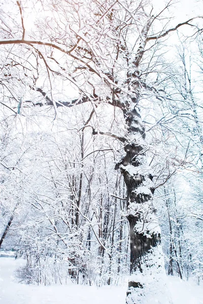 雪の美しい冬の風景には、木が覆われています。明けましておめでとう。メリークリスマス — ストック写真