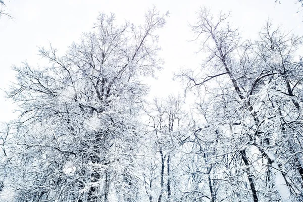 雪に覆われた木々の美しい冬の風景. — ストック写真