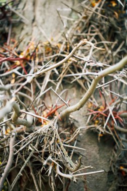 Kabuk bir ağacın, arka plan doku.