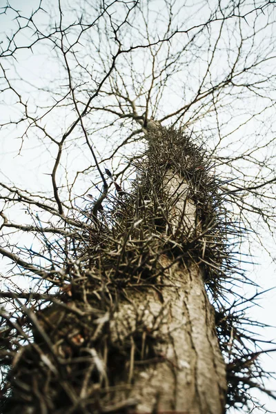 Der alte Baum ist mit Stacheln verdreht, fallen abstrakte Hintergrund. — Stockfoto