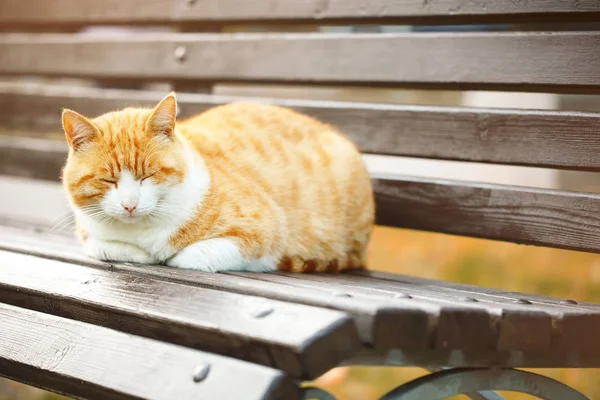 O sem-teto um gato tem um resto em um banco no parque, Dia Mundial dos Animais . — Fotografia de Stock