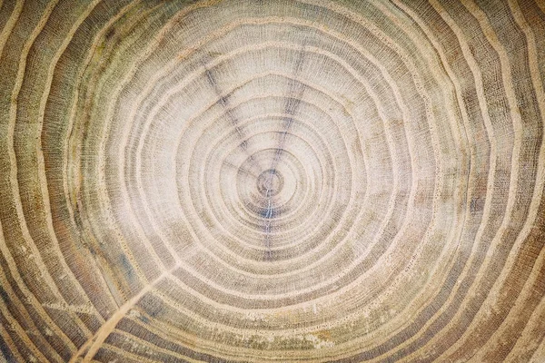Egy öreg fa, kerek textúra látta vágott, fából készült háttér. — Stock Fotó