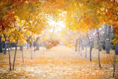 Ağaçlarda sonbahar tahta, sonbahar arka plan güzel sonbahar dalları.