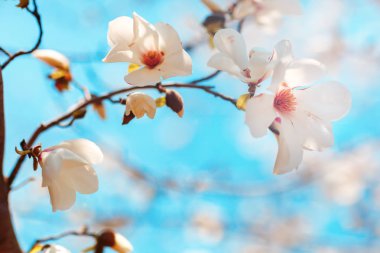 Bir magnoliin arka plan mavi gökyüzünün güzel çiçekler. Bahar arka plan. Seçici odak.