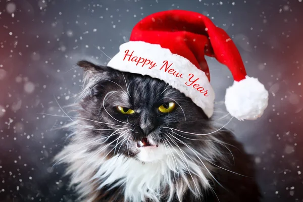 Yeni Yılınız Kutlu Olsun. Yeni yıl kedi Noel şapka içinde. Yeni.