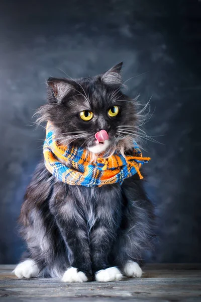 Gato, Retrato de um gato engraçado com grandes olhos amarelos . — Fotografia de Stock