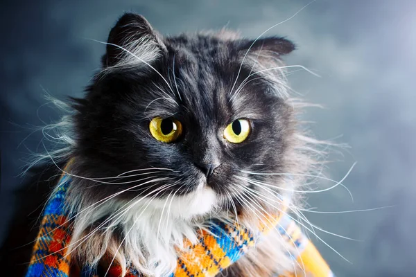 Gato, Retrato de um gato engraçado com grandes olhos amarelos . — Fotografia de Stock