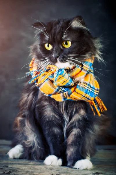 Gato, Retrato de um gato engraçado com grandes olhos amarelos . — Fotografia de Stock