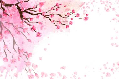 Bahar arka plan ile bir çiçek açması Sakura.