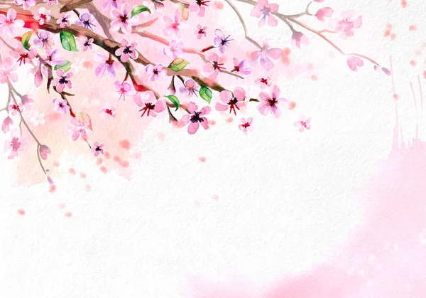 Cherry blossom rosa akvarell bakgrunden. — Stockfoto