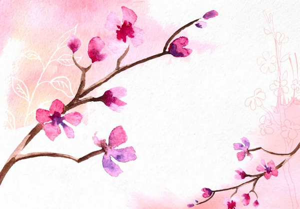 Třešňový květ na růžovém pozadí akvarel. — Stock fotografie