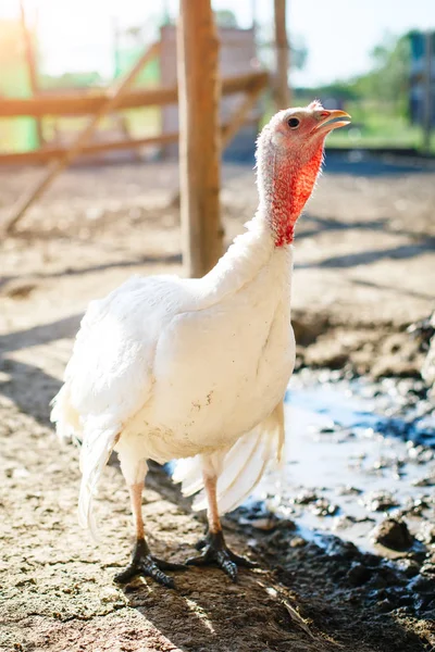 Turkiet-tuppar på en traditionell fjäderfä gård. — Stockfoto