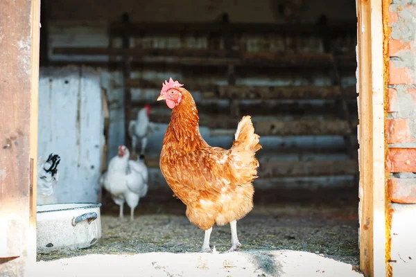 Galline e galline in un allevamento di pollame tradizionale. Agricoltura . — Foto Stock