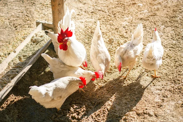 Hanen en kippen op een traditionele Pluimveebedrijf. Landbouw. — Stockfoto