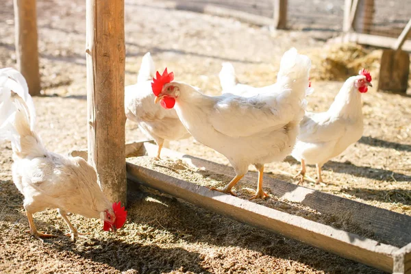 Κοκόρια και κότες σε παραδοσιακά οι πτηνοτροφική εκμετάλλευση. Γεωργία. — Φωτογραφία Αρχείου