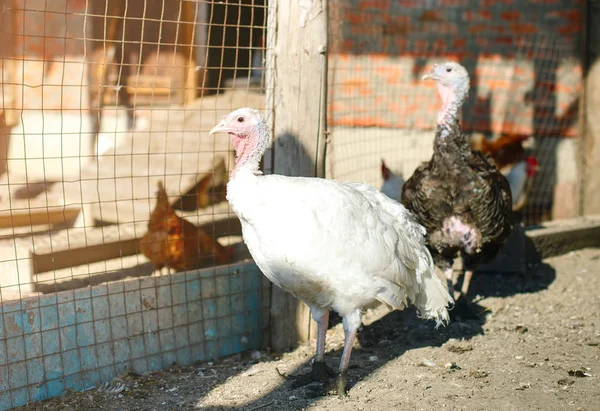 Cazzi di tacchino in un allevamento di pollame tradizionale . — Foto Stock